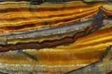 Polished Tiger's Eye Section - South Africa #128461-1